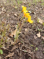 Zephyranthes tubispatha