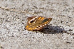 Junonia coenia coenia
