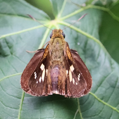 Polytremis lubricans