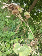 Arctium × nothum