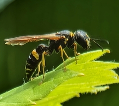 Philanthus gibbosus