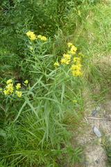 Euthamia graminifolia