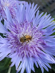 Chauliognathus pensylvanicus