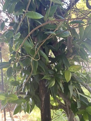 Parsonsia heterophylla