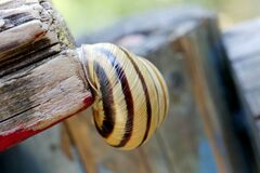 Caucasotachea vindobonensis