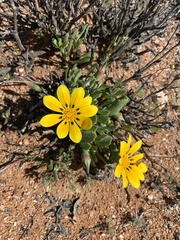 Gazania lichtensteinii