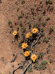 Dimorphotheca