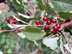 Prunus virginiana