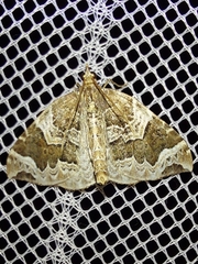 Eulithis prunata