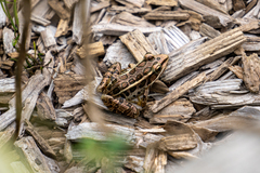 Lithobates palustris