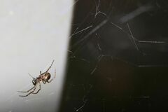 Steatoda bipunctata