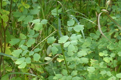 Thalictrum pubescens
