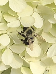 Bombus impatiens