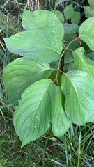Cornus rugosa