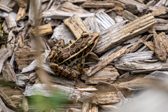 Lithobates palustris