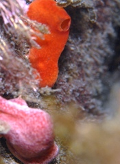 Polysyncraton