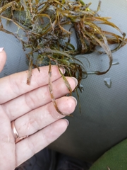 Potamogeton