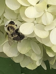 Bombus impatiens
