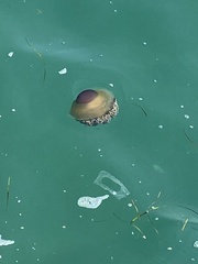 Cotylorhiza tuberculata