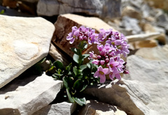 Noccaea rotundifolia