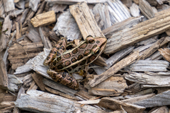 Lithobates palustris