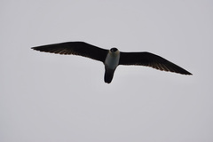 Stercorarius longicaudus