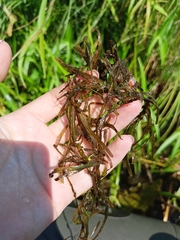 Potamogeton