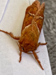 Triodia sylvina