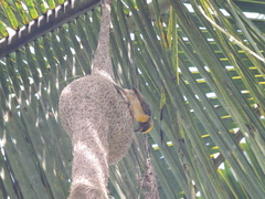 Ploceus philippinus