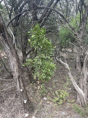 Dermatophyllum secundiflorum