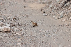 Xerospermophilus tereticaudus