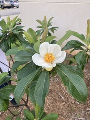 Franklinia