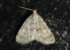 Idia aemula