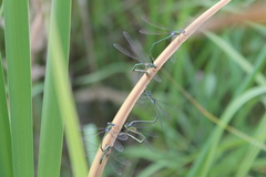 Lestes virens vestalis