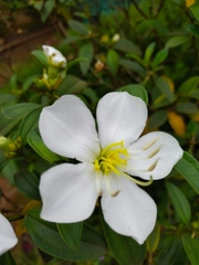 Melastoma