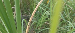 Lestes virens vestalis