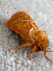 Triodia sylvina