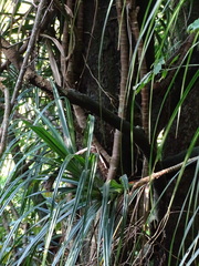 Freycinetia formosana