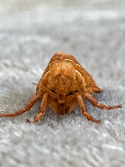 Triodia sylvina