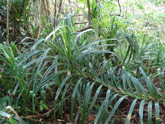 Freycinetia formosana