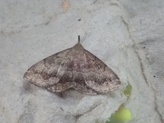 Phalaenostola larentioides