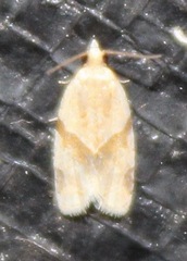 Clepsis peritana