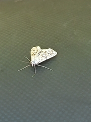 Elophila nymphaeata