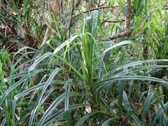 Freycinetia formosana