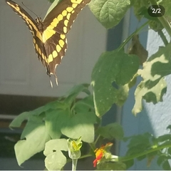 Heraclides cresphontes