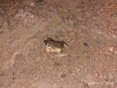 Anura
