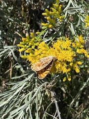 Speyeria egleis