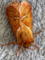 Triodia sylvina
