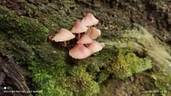 Mycena haematopus