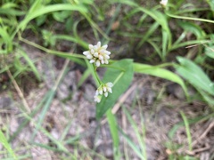 Persicaria sagittata